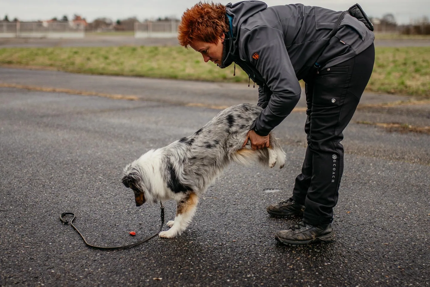 Beschäftigung Hund Heidelberg · Hund mit voller Konzentration im Scent Detection Training