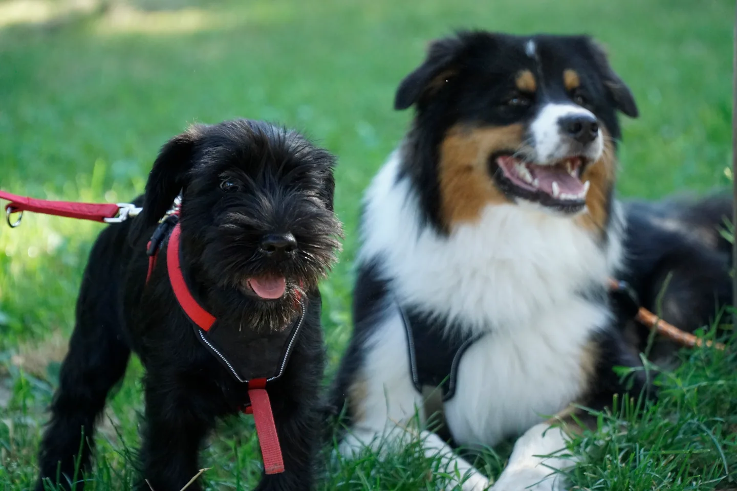 Junghunde im Gruppentraining konzentriert · Hundeschule LiKo Heidelberg