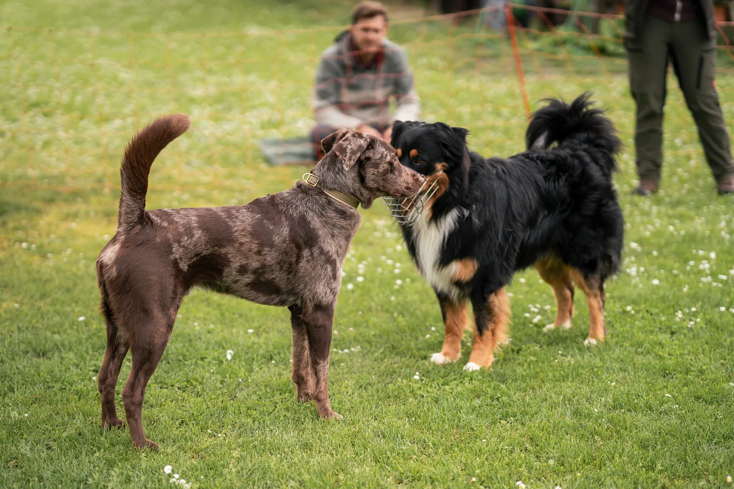 Social Walk Heidelberg · Hunde im Sozialkontakt-Training mit der Hundeschule LiKo
