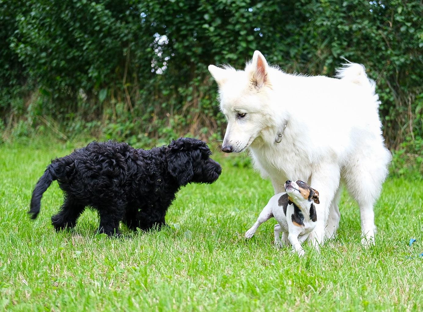 Welpenkurs Hundeschule LiKo Heidelberg