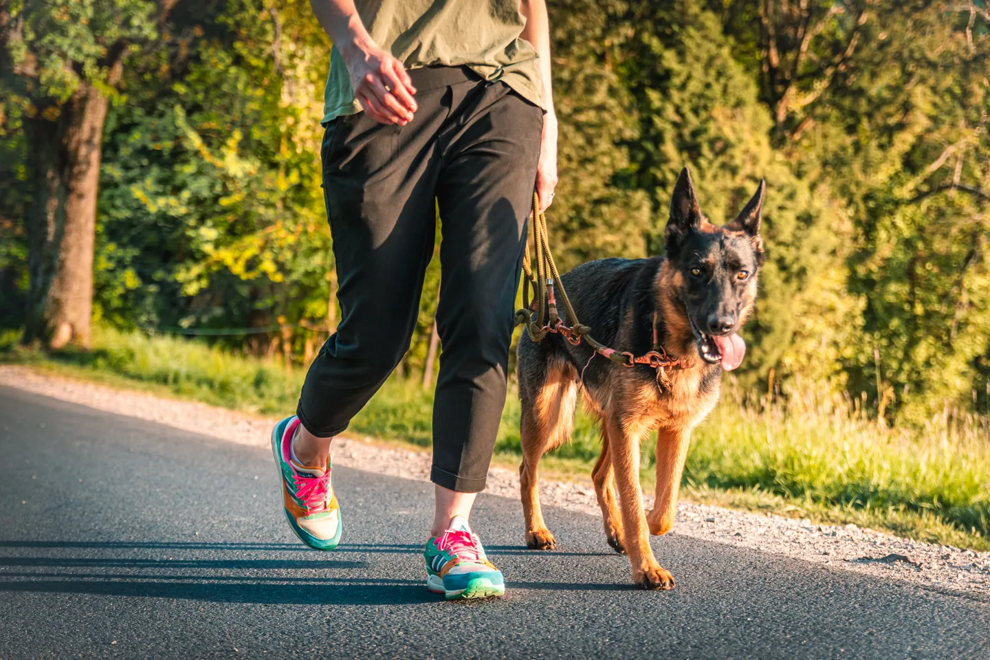 Erziehungskurs Heidelberg Unit 1 · Gruppentraining mit der Hundeschule LiKo