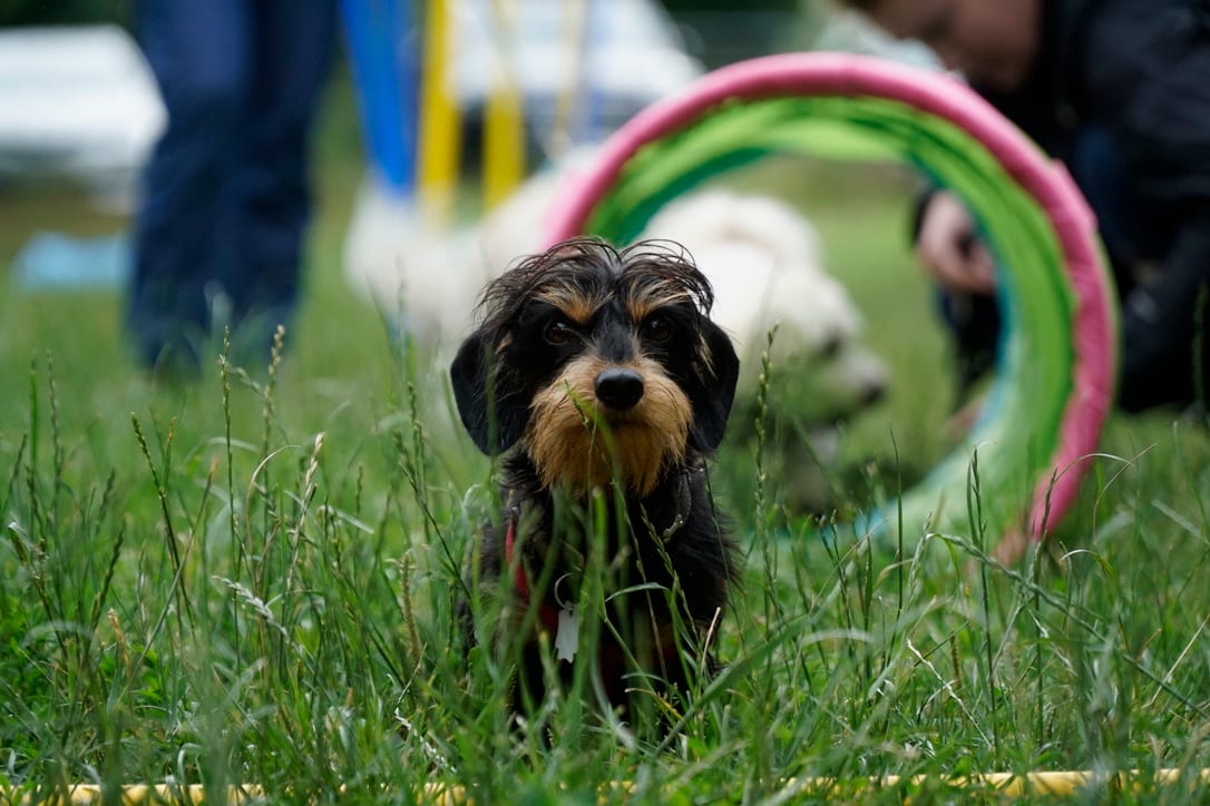 Kleiner Hund im Social Walk Mini